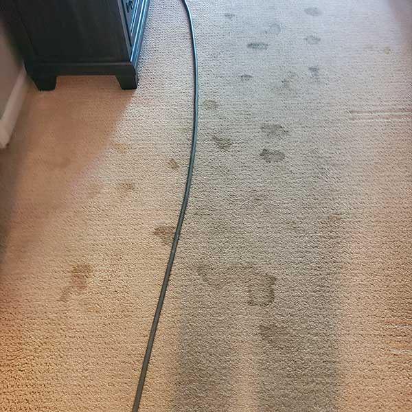 Pet Stains and Odors Removal in Sacramento