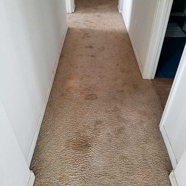 Pet Stains and Odors Removal in Sacramento